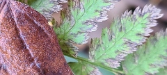 Aphis spiraecola