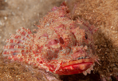 Scorpaena jacksoniensis