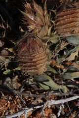 Barleria lichtensteiniana
