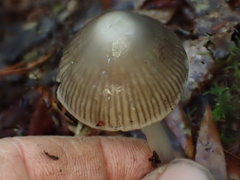 Mycena robusta