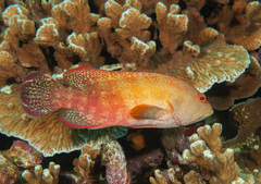 Cephalopholis nigripinnis