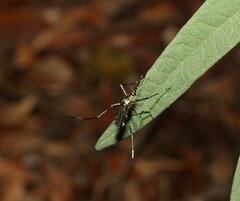 Toxorhynchites speciosus