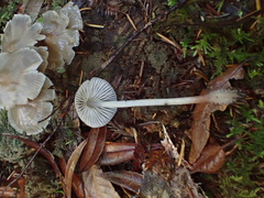 Mycena robusta