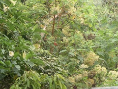 Piranga rubra