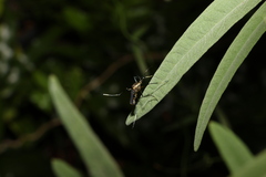 Toxorhynchites speciosus
