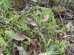Selaginella uliginosa