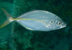Pseudocaranx georgianus