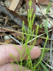 Selaginella uliginosa