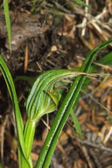 Pterostylis irsoniana