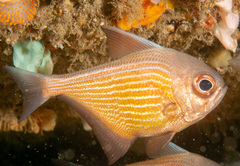 Pempheris multiradiata