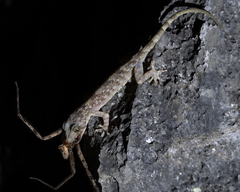 Gekko chinensis