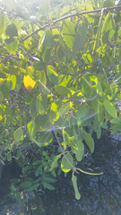 Laguncularia racemosa