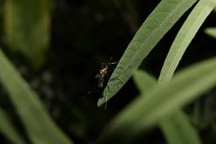 Toxorhynchites speciosus