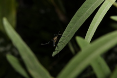 Toxorhynchites speciosus