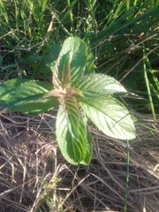 Mentha aquatica