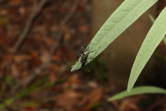 Toxorhynchites speciosus
