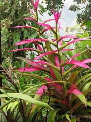 Guzmania wittmackii