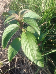 Mentha aquatica