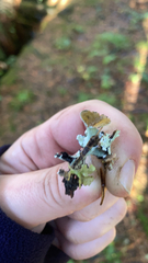 Parmotrema perforatum