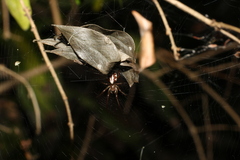 Phonognatha graeffei