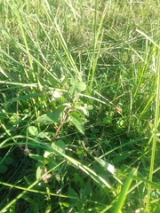 Mentha aquatica