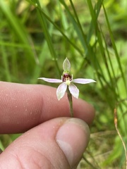 Caladenia variegata