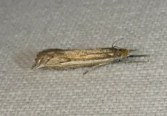 Raphiptera argillaceellus