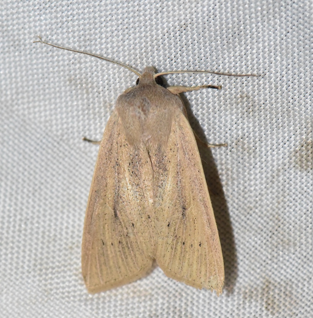 Large Wainscot Moth, photo 1 of 10