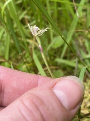 Caladenia variegata