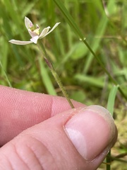 Caladenia variegata