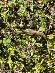 Neoscapteriscus borellii