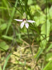 Caladenia variegata