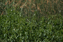 Gymnocoronis spilanthoides