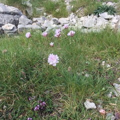 Armeria