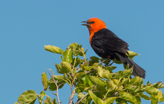 Amblyramphus holosericeus