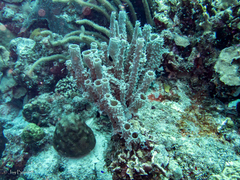Callyspongia aculeata