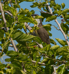 Coccyzus melacoryphus