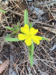 Hibbertia linearis