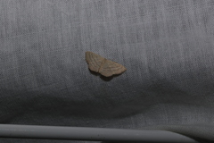 Scopula optivata