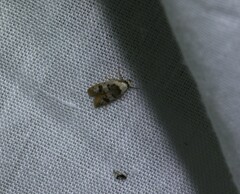 Scatochresis innumera