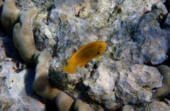 Pomacentrus sulfureus