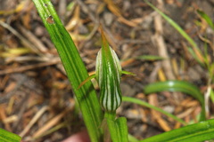 Pterostylis irsoniana