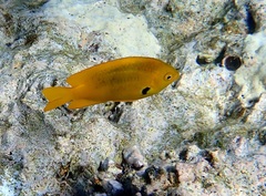 Pomacentrus sulfureus