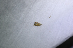 Arotrophora arcuatalis