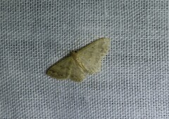 Idaea pilosata