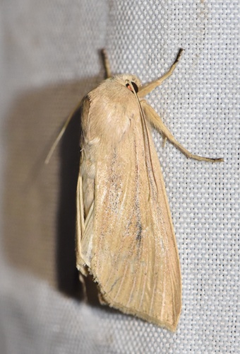 Large Wainscot Moth