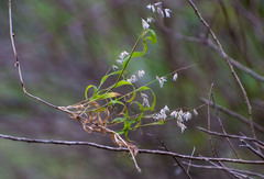 Melica sarmentosa