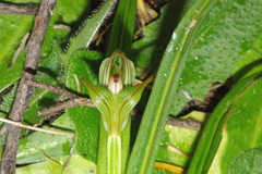 Pterostylis irsoniana