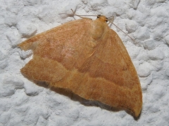 Watsonalla cultraria