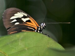 Heliconiini